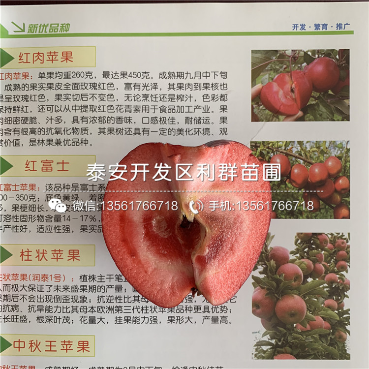 短枝红富士苹果苗新品种、短枝红富士苹果苗价格及报价