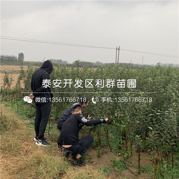 出售泰山早霞蘋果樹苗、出售泰山早霞蘋果樹苗基地