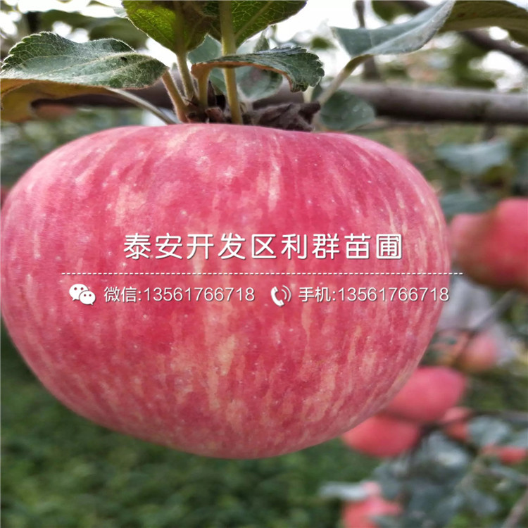 山东新红星苹果苗、新红星苹果苗出售