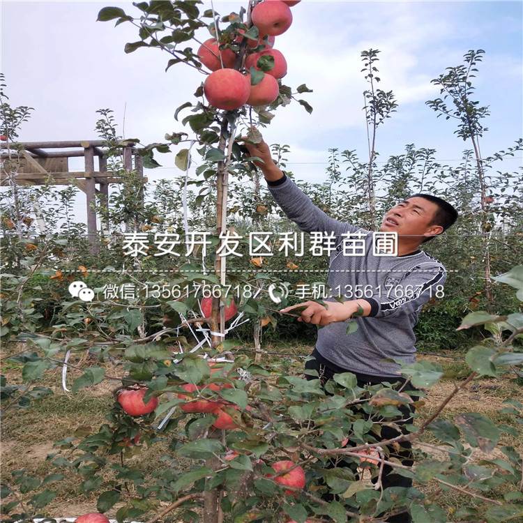 红富士苹果树苗报价、2020年红富士苹果树苗价格
