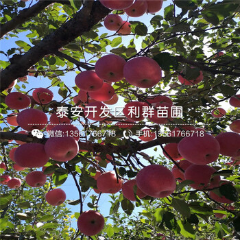 2020年明月蘋果樹苗價格、明月蘋果樹苗多少錢一棵