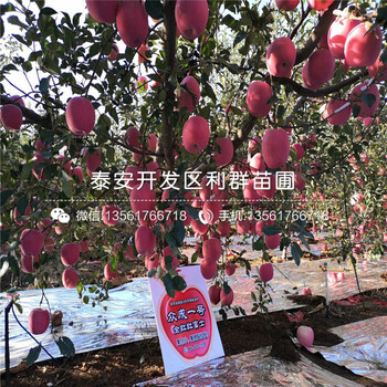 出售山東蘋(píng)果苗、山東蘋(píng)果苗基地