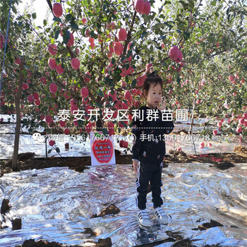 煙富十號蘋果樹苗、煙富十號蘋果樹苗出售價格