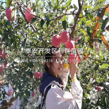 蘋果苗出售、2020年蘋果苗價格