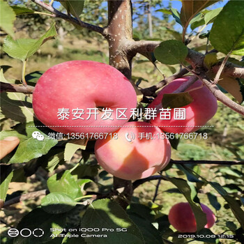 弘前富士蘋果樹苗出售價格、2020年弘前富士蘋果樹苗報價