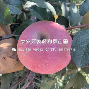 批發(fā)神富1號蘋果樹苗、神富1號蘋果樹苗基地