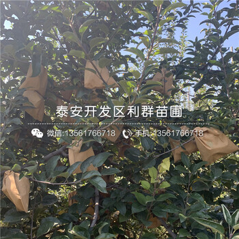 中秋王蘋果苗品種、中秋王蘋果苗新品種