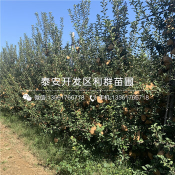 2020年煙富七號蘋果樹苗價(jià)格、2020年煙富七號蘋果樹苗基地