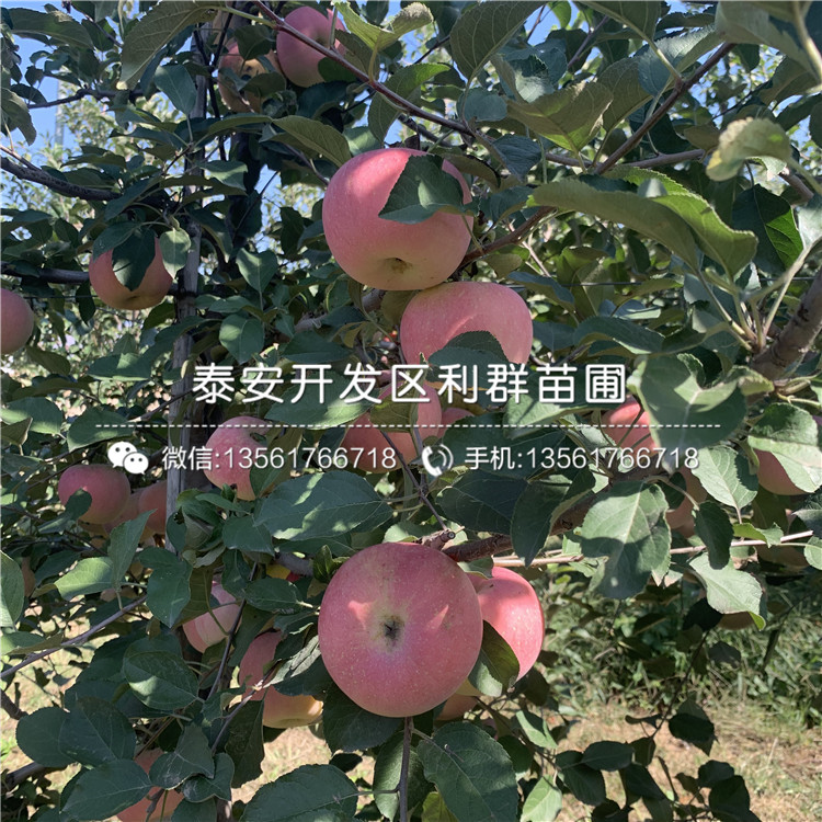 国光苹果树苗出售、国光苹果树苗多少钱一棵