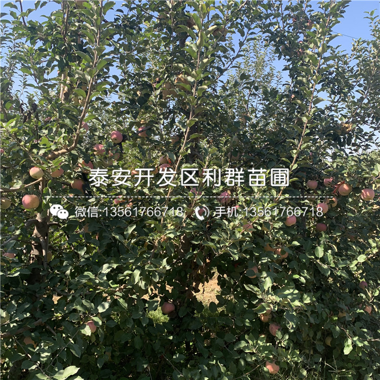 新品种双矮苹果树苗、新品种双矮苹果树苗价格及报价