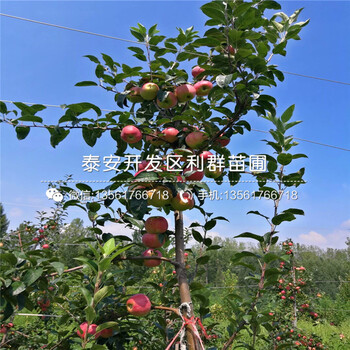 哪里有卖水蜜桃苹果树苗的、水蜜桃苹果树苗多少钱一棵