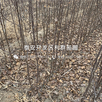 m9t337蘋果苗、m9t337蘋果苗價(jià)格