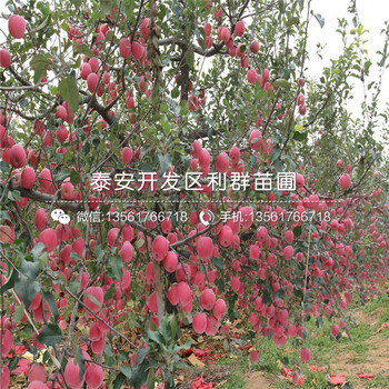 短枝红富士苹果苗批发基地、短枝红富士苹果苗价格及报价
