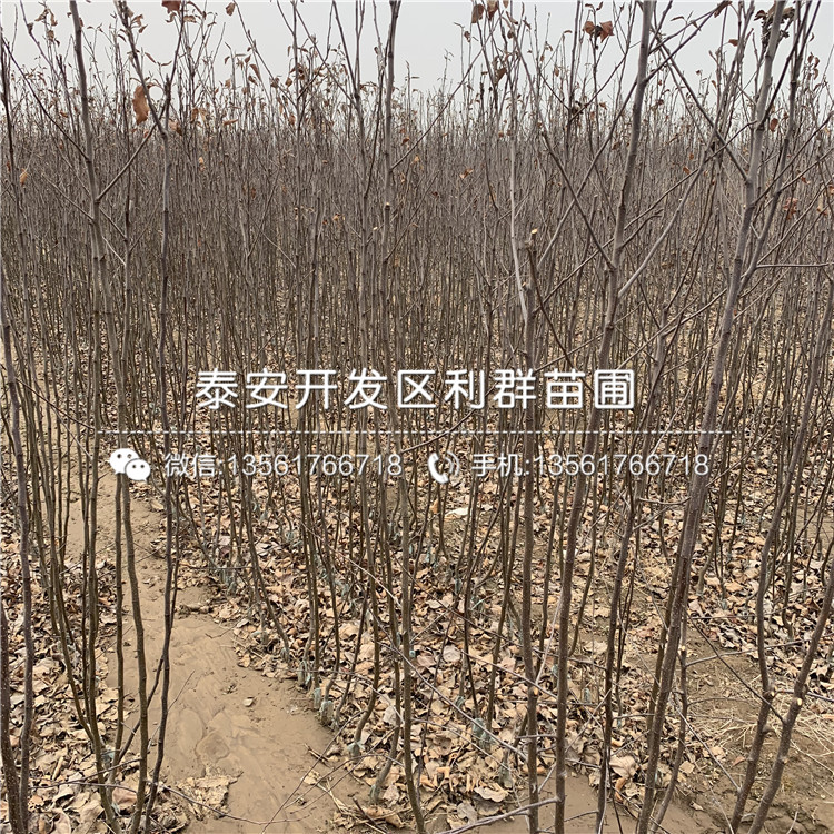 蛇果苹果树苗、蛇果苹果树苗出售基地