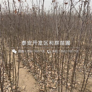 5公分蘋果樹苗出售價格、5公分蘋果樹苗報價及基地