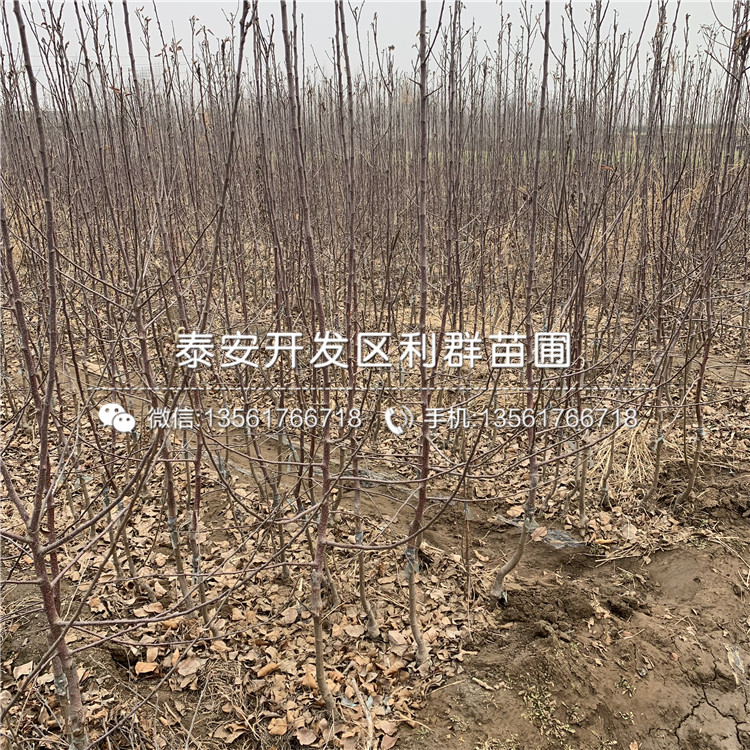 批发hff63苹果苗、批发hff63苹果苗价格及基地