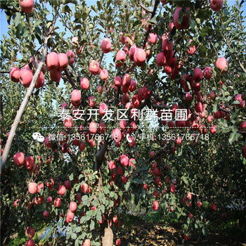 山東眾成三號(hào)蘋果苗、山東眾成三號(hào)蘋果苗批發(fā)
