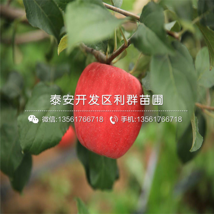 红露苹果树苗品种介绍、红露苹果树苗多少钱一棵