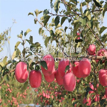 矮化M26苹果树苗、矮化M26苹果树苗批发价格