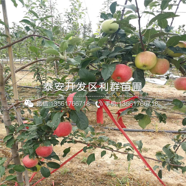 新品种苹果树苗、新品种苹果树苗品种