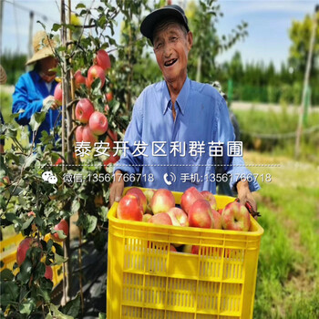 4公分金帥蘋果苗、4公分金帥蘋果苗價格