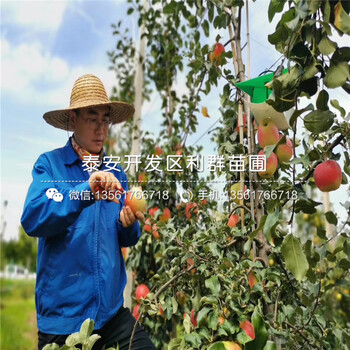 出售矮化m26蘋(píng)果樹(shù)苗、矮化m26蘋(píng)果樹(shù)苗價(jià)格及報(bào)價(jià)