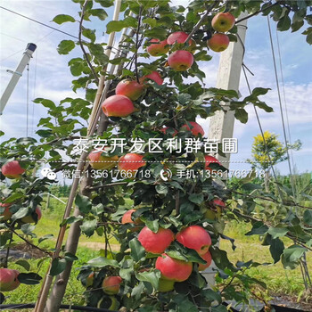 m9t337蘋果苗新品種、m9t337蘋果苗價格及報價