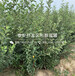 新品种富士苹果树苗、新品种富士苹果树苗基地
