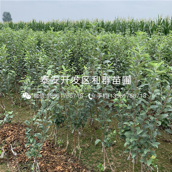 m26蘋果苗、m26蘋果苗出售價格