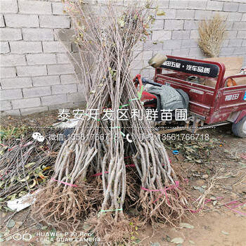 短枝蘋果樹苗、短枝蘋果樹苗出售基地
