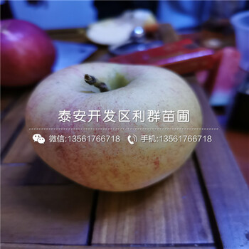 大國光蘋果樹苗批發(fā)、大國光蘋果樹苗價格及基地