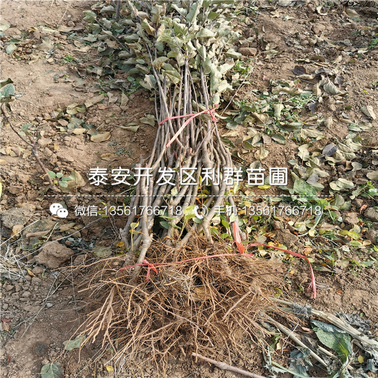 批发秦冠苹果树苗、秦冠苹果树苗基地