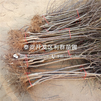 3公分紅將軍蘋果苗、3公分紅將軍蘋果苗價(jià)格