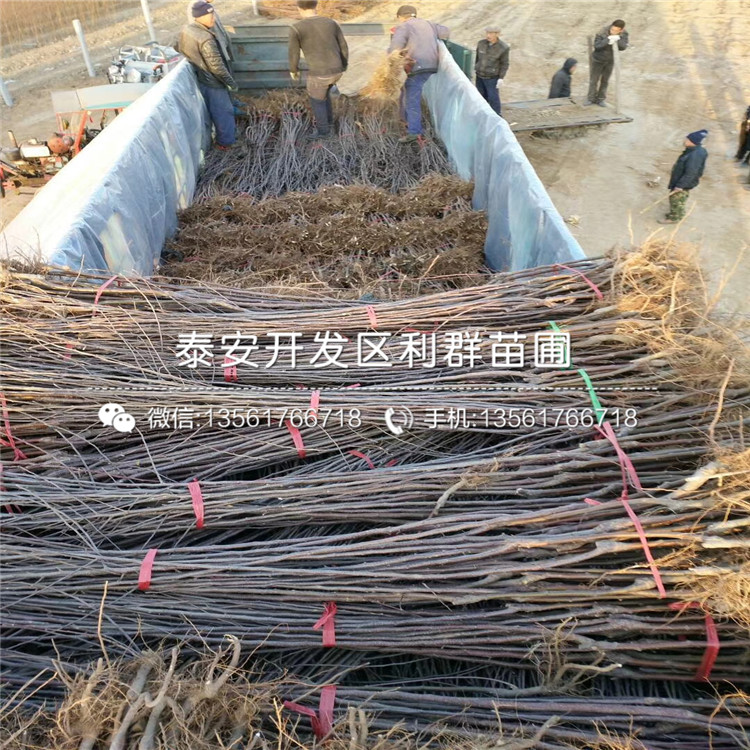 新2001苹果苗出售价格、新2001苹果苗报价及基地