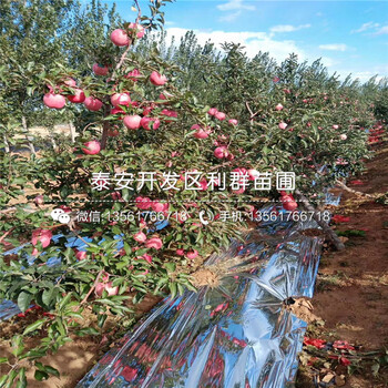 大國光蘋果樹苗報價、大國光蘋果樹苗價格及報價