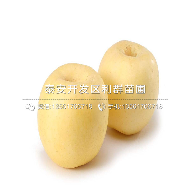 1公分短枝矮化蘋果樹苗、1公分短枝矮化蘋果樹苗價(jià)格及報(bào)價(jià)