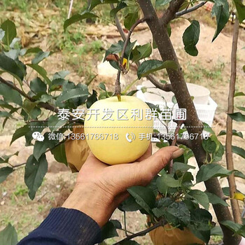 新品种明月苹果树苗、新品种明月苹果树苗价格及报价