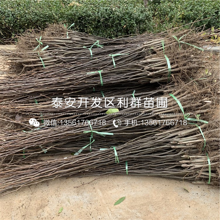 玉露香梨樹苗報價、2020年玉露香梨樹苗價格