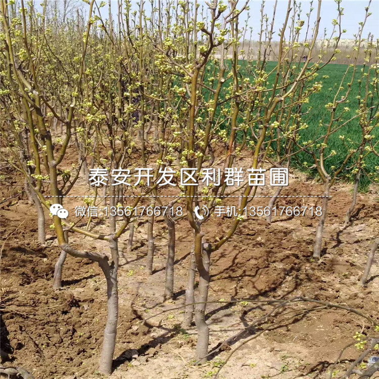 玉露香梨樹苗報價、2020年玉露香梨樹苗價格