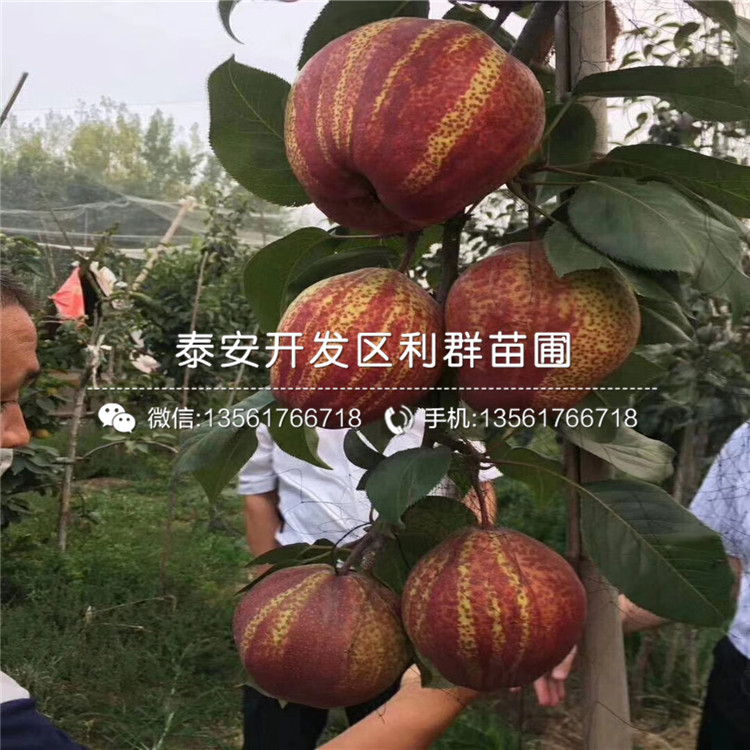 玉露香梨樹苗報價、2020年玉露香梨樹苗價格