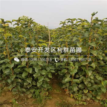 翠玉梨苗、翠玉梨苗基地