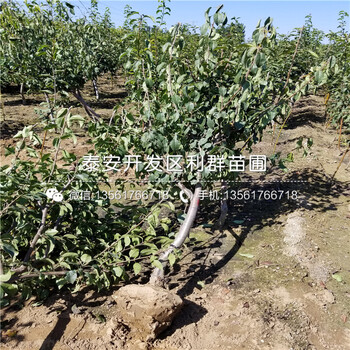 新品種紅啤梨樹(shù)苗、紅啤梨樹(shù)苗價(jià)格及報(bào)價(jià)