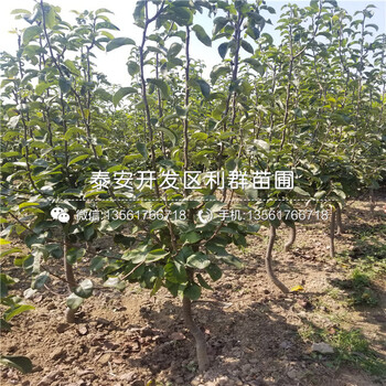 紅梨樹苗批發(fā)基地