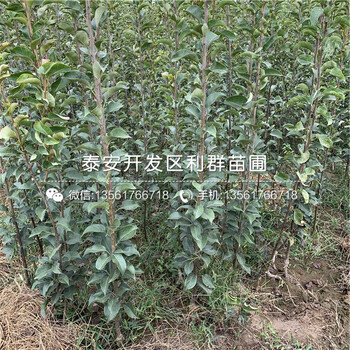 新梨7號(hào)梨樹(shù)苗批發(fā)、新梨7號(hào)梨樹(shù)苗基地
