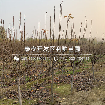三紅梨苗基地