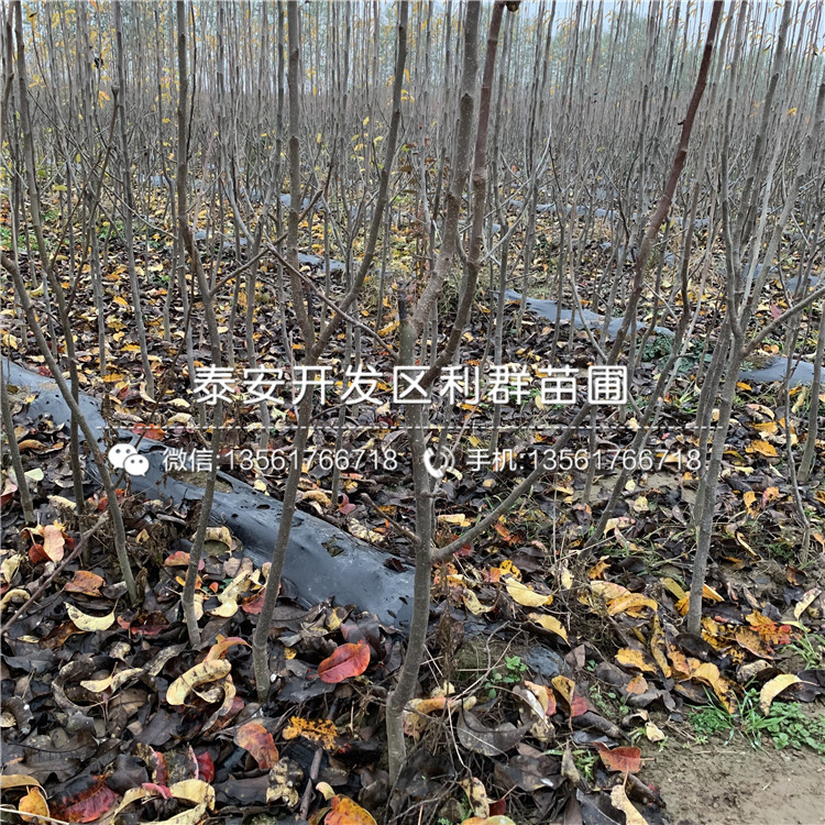 皇冠梨苗、皇冠梨苗報價