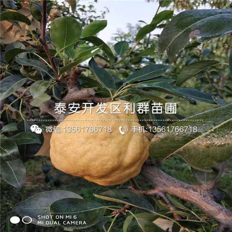 2公分新世紀(jì)梨苗、2公分新世紀(jì)梨苗價格及報價