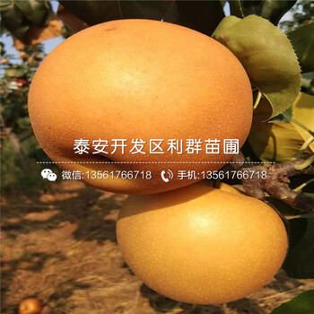 批發(fā)紅星梨樹苗、批發(fā)紅星梨樹苗價格