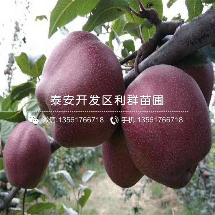 三红梨树苗新品种