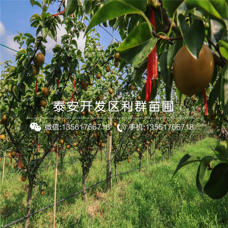 滿天紅梨苗、滿天紅梨苗價位